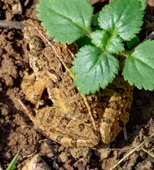 Fejervarya limnocharis