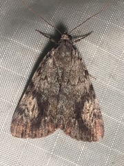 Catocala amica