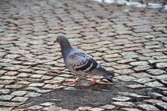 Columba livia domestica