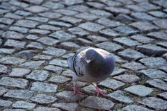 Columba livia domestica
