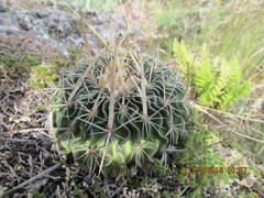 Echinofossulocactus crispatus