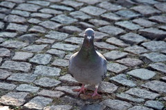 Columba livia domestica