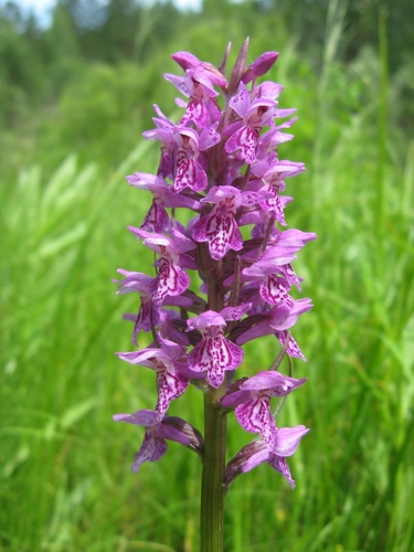 Dactylorhiza sibirica Efimov