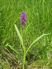 Dactylorhiza sibirica