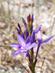 Thereianthus spicatus