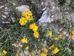 Psilostrophe gnaphalodes