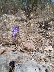 Thereianthus spicatus