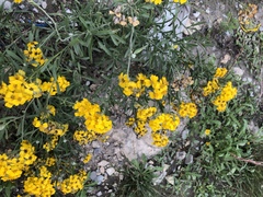 Psilostrophe gnaphalodes