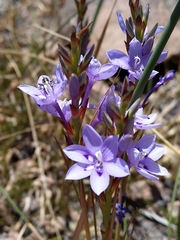 Thereianthus spicatus