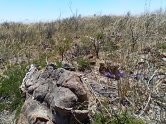 Thereianthus spicatus