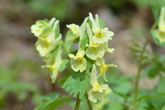 Corydalis bracteata