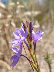 Thereianthus spicatus