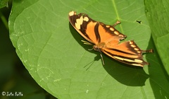 Consul fabius cecrops