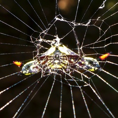 Gasteracantha westringi