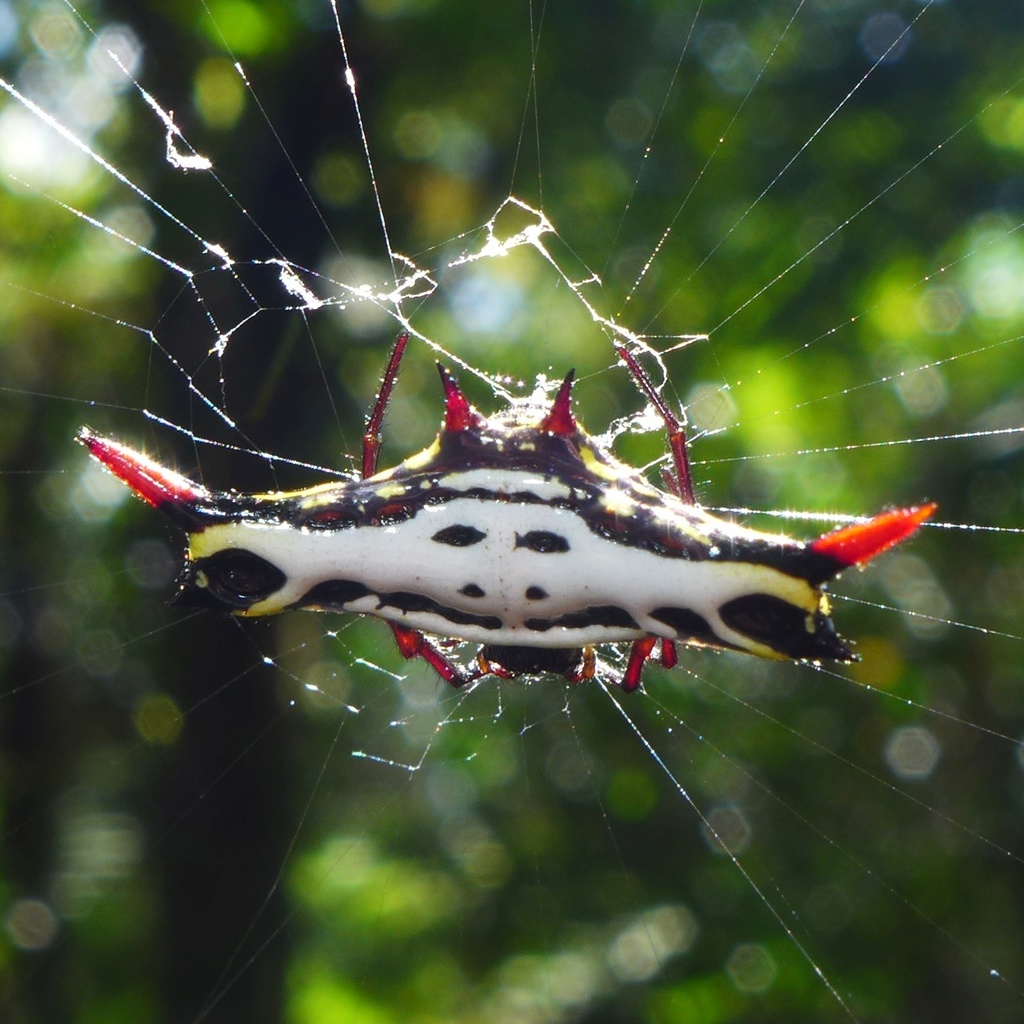 Gasteracantha westringi