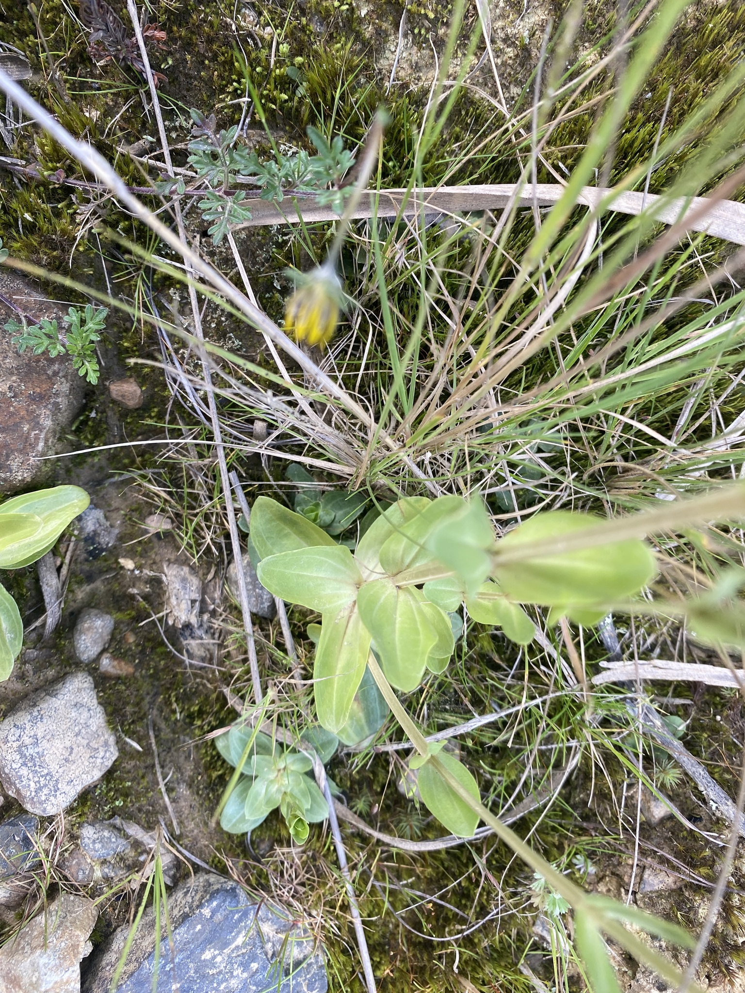 Centaurium image