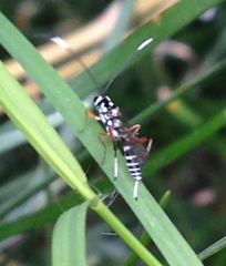 Glabridorsum stokesii