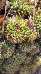 Pincushion Cactus (Mammillaria marksiana)