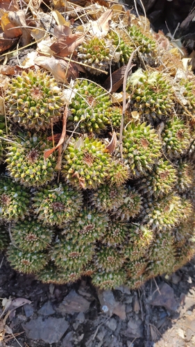 Mammillaria marksiana