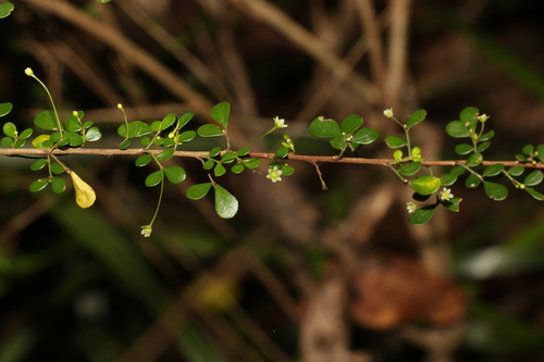 Phyllanthus microcladus Müll.Arg.