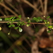 Phyllanthus microcladus - Photo (c) Greg Tasney,  זכויות יוצרים חלקיות (CC BY-SA), הועלה על ידי Greg Tasney