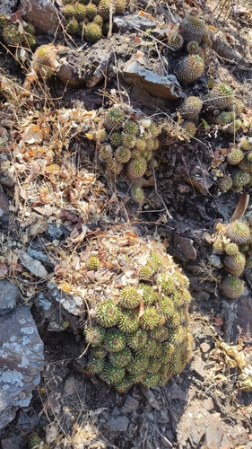 Mammillaria marksiana