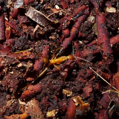 Leptomyrmex geniculatus