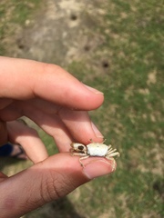 Leptuca leptodactyla