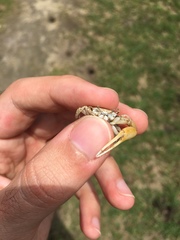 Leptuca leptodactyla