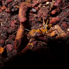 Leptomyrmex geniculatus