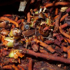 Leptomyrmex geniculatus