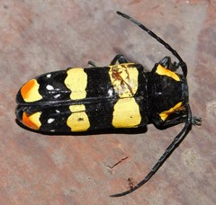 Tragocephala formosa