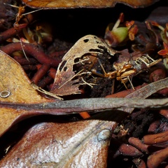 Leptomyrmex geniculatus
