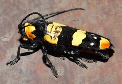 Tragocephala formosa