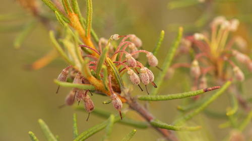 marsh Labrador tea