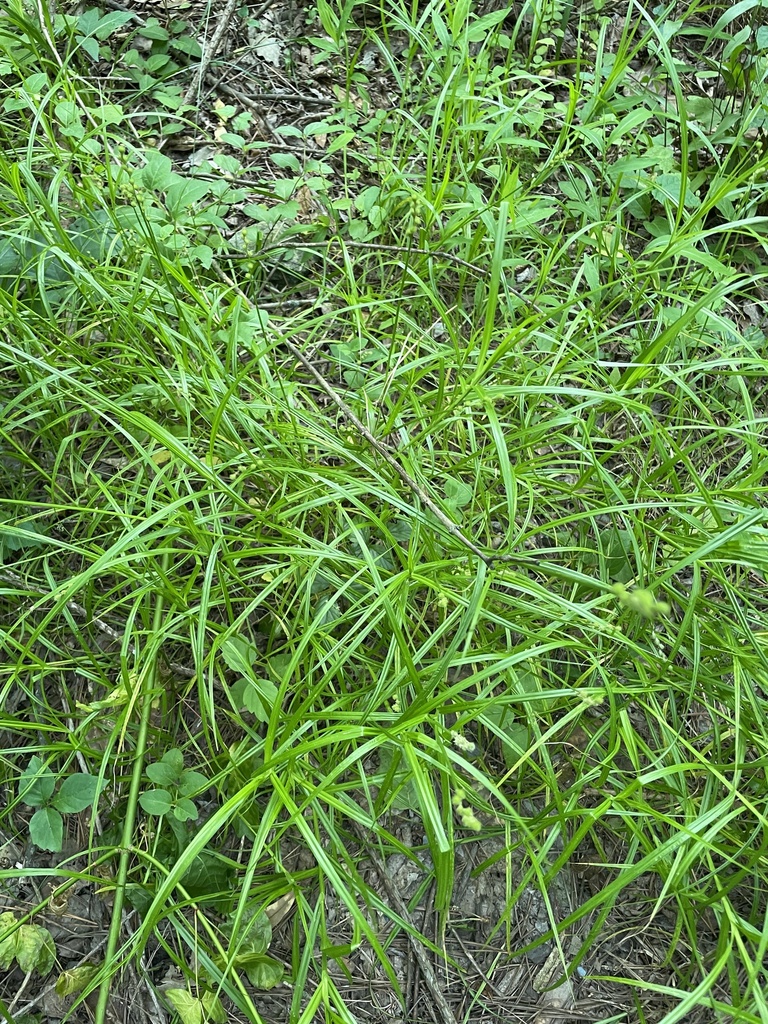 blunt broom sedge from Blue Heron Nature Preserve, Atlanta, GA, US on