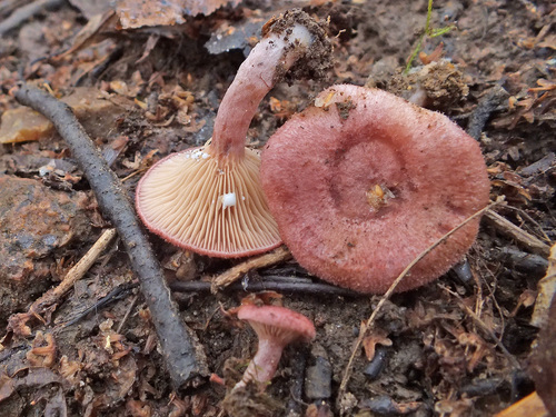 Lactarius spinosulus image
