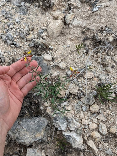 Image of Dalea hallii by (c) Cleveland Powell, some rights reserved (CC BY)