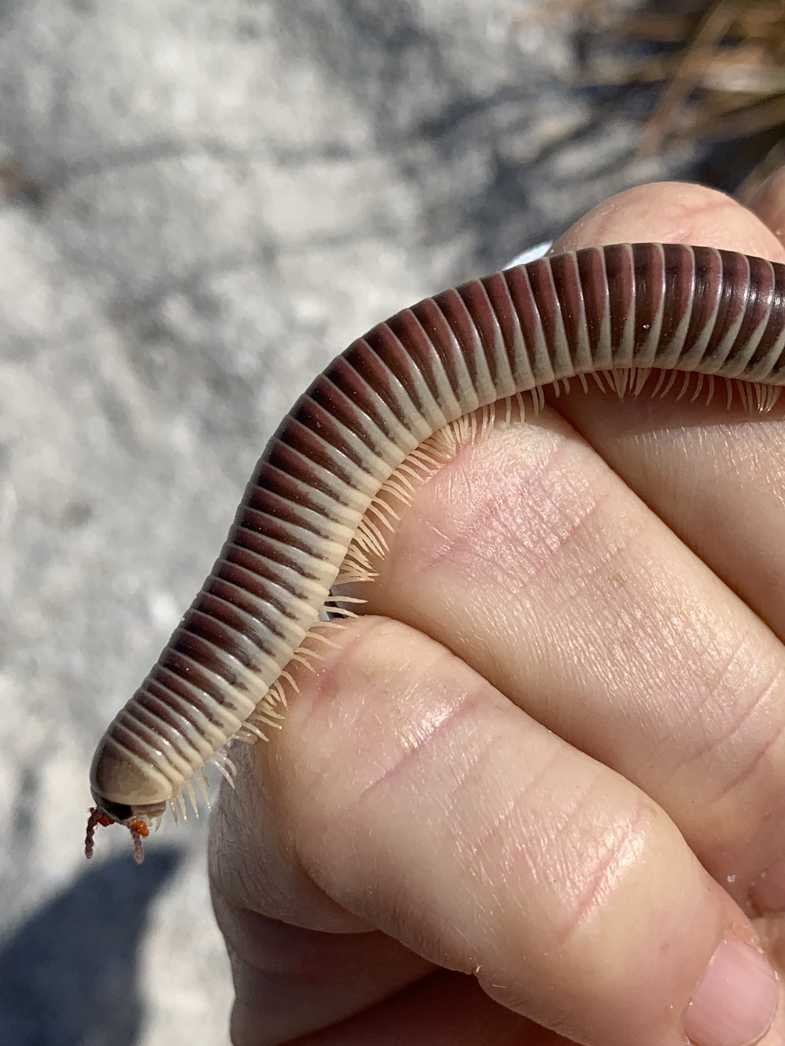 Florida Ivory Millipede (Chicobolus spinigerus) · iNaturalist