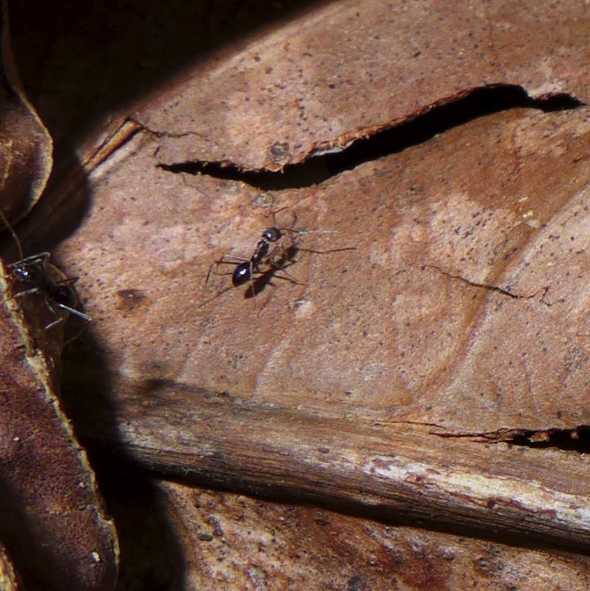 Paraparatrechina caledonica
