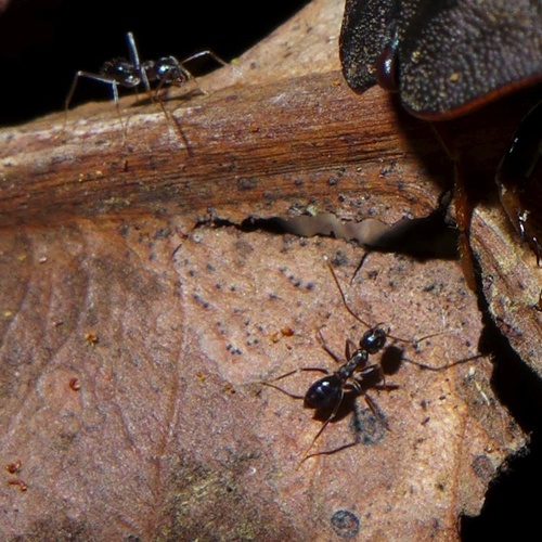 Paraparatrechina caledonicaParaparatrechina caledonica