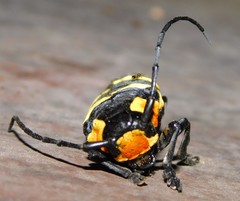 Tragocephala formosa