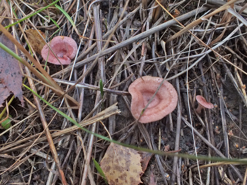Lactarius spinosulus image