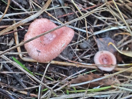 Lactarius spinosulus image