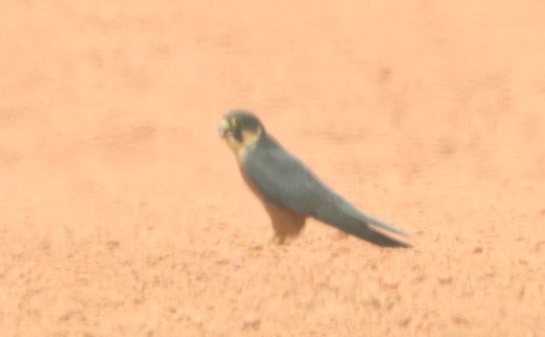African Hobby