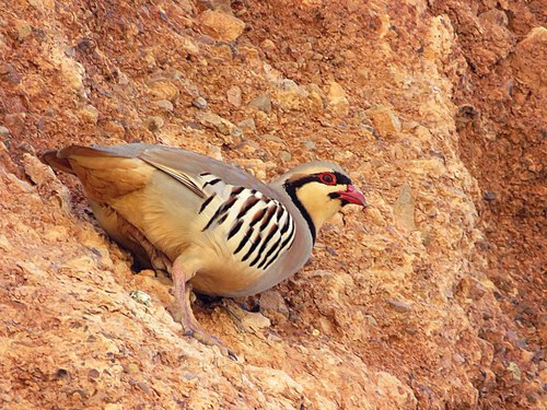 Chukar