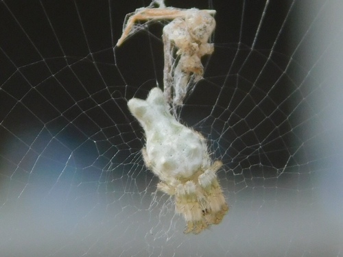 Bifurcate Trashline Orbweaver photo 3