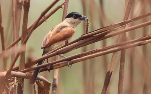 Marsh Tchagra