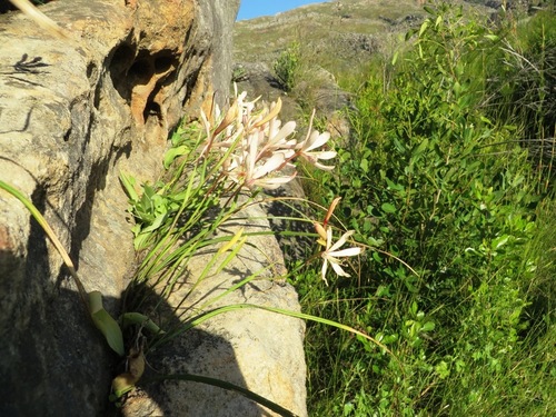Image of Geissorhiza exscapa by (c) linkie, some rights reserved (CC BY)