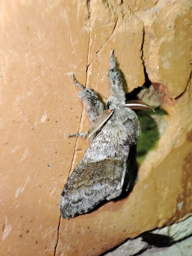 Photo of Pale Tussock Moth